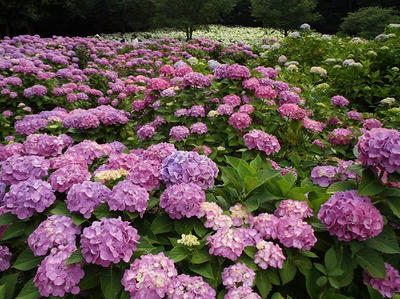 相模原北公園のアジサイ:2014年6月21日