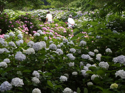 相模原北公園のアジサイ：2014年6月21日