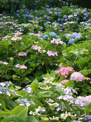 相模原北公園のアジサイ：2014年6月21日