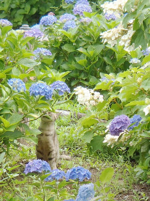 相模原北公園のアジサイとネコ：2014年6月21日