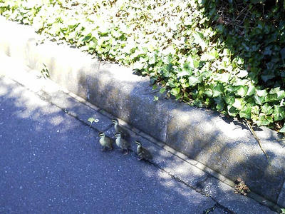 歩道をうろつくカルガモのヒナ