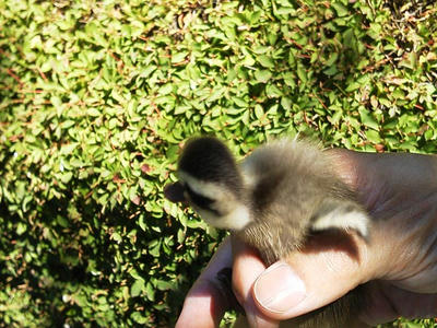カルガモのヒナを捕獲して親鳥のもとへ