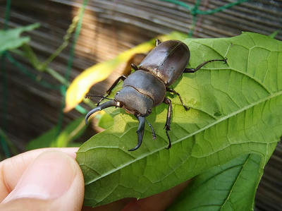 家の中に迷い込んだノコギリワガタを逃がす
