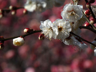 相模原北公園の梅_2015年2月11日