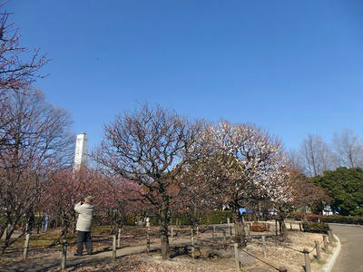 相模原北公園の梅_2015年2月11日