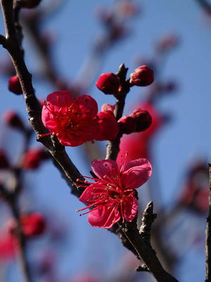相模原北公園の梅_2015年2月11日
