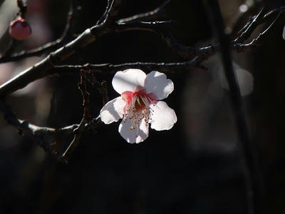 相模原北公園の梅_2015年2月11日