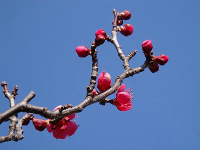 相模原北公園の梅_2015年2月11日