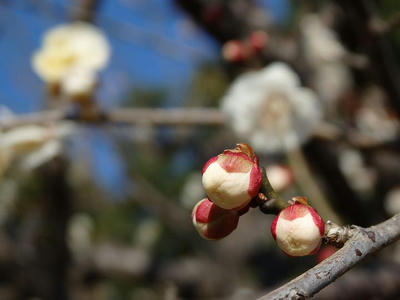 相模原北公園の梅_2015年2月11日