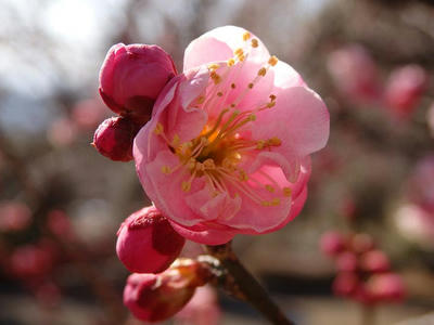 相模原北公園の梅_2015年2月11日