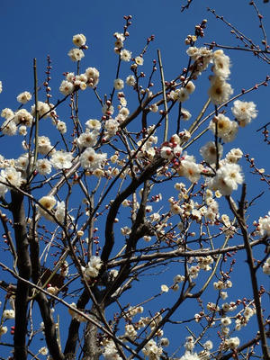 相模原北公園の梅_2015年2月11日