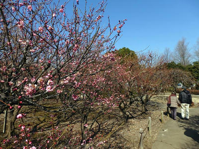 相模原北公園の梅_2015年2月11日