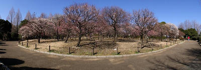相模原北公園の梅：2015年3月2日