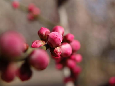 相模原北公園の梅：2015年3月2日