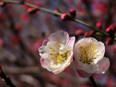 相模原北公園の梅：2015年3月2日