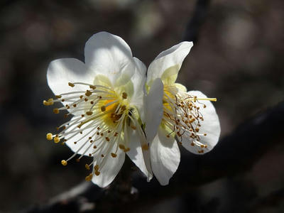 相模原北公園の梅：2015年3月2日