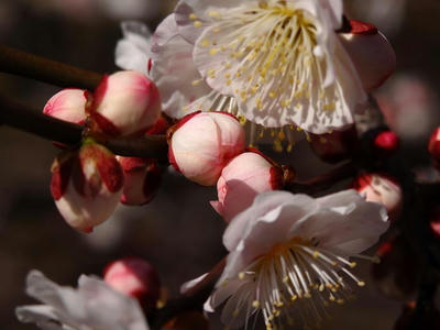相模原北公園の梅：2015年3月2日