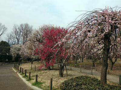 相模原北公園の梅：2015年3月14日