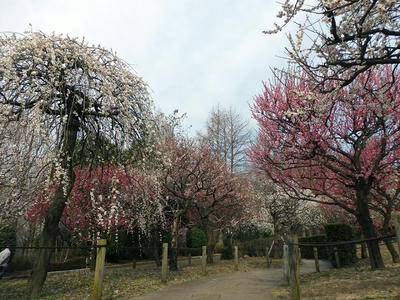 相模原北公園の梅：2015年3月14日