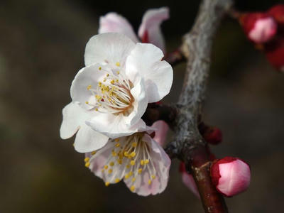 相模原北公園の梅：2015年3月14日