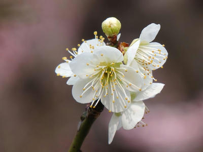 相模原北公園の梅：2015年3月14日