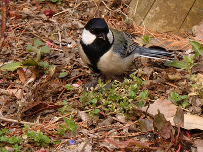 相模原北公園のシジュウカラ:2015年3月14日