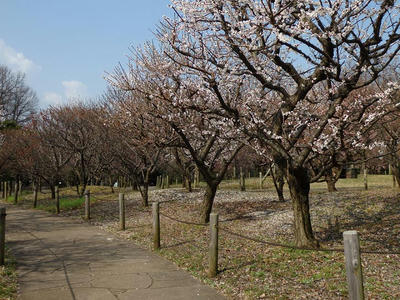 相模原北公園の梅：2015年3月23日