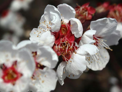 相模原北公園の梅：2015年3月23日