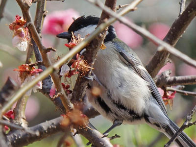 相模原北公園のシジュウカラ：2015年3月23日