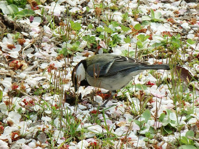 相模原北公園のシジュウカラ：2015年3月23日