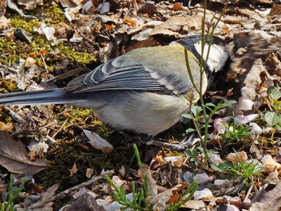 相模原北公園のシジュウカラ：2015年3月23日