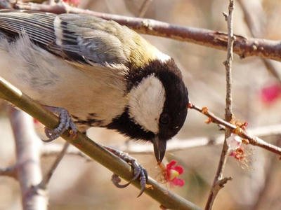 相模原北公園のシジュウカラ:2015年3月23日