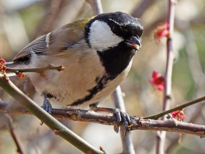 相模原北公園のシジュウカラ：2015年3月23日