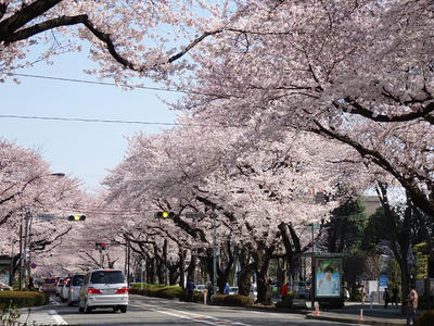 相模原市役所前通りの桜：2015年3月31日