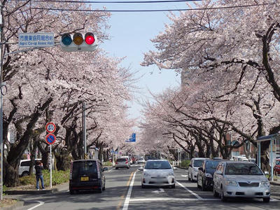 相模原市役所前通りの桜：2015年3月31日