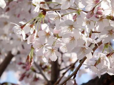 相模原市役所前通りの桜：2015年3月31日