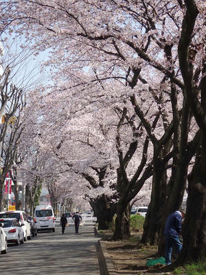 相模原市役所前通りの桜:2015年3月31日