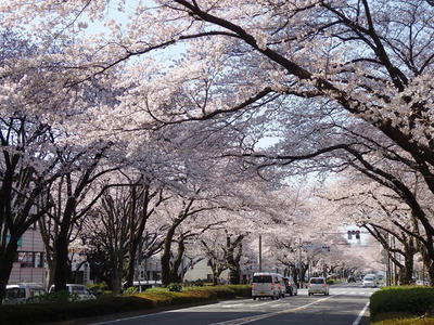 相模原市役所前通りの桜：2015年3月31日