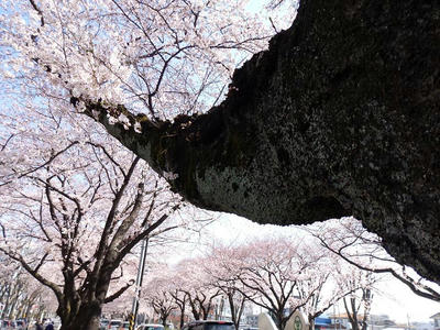 相模原市役所前通りの桜：2015年3月31日