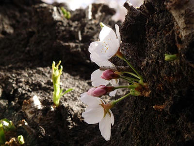 相模原市役所前通りの桜：2015年3月31日