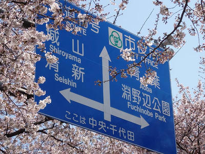 相模原市役所前通りの桜：2015年3月31日