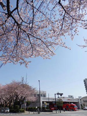 相模原市役所前通りの桜：2015年3月31日