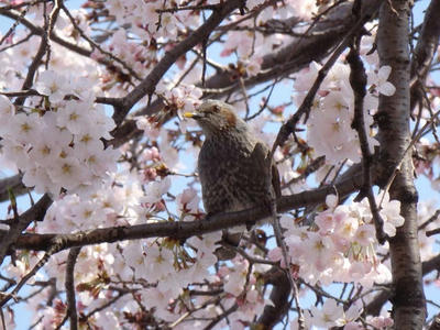 相模原市役所前通りの桜：2015年3月31日