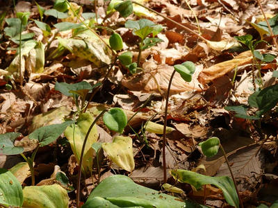 相模原北公園：4月23日のカタクリ