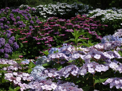 相模原北公園のアジサイ：2015年6月20日