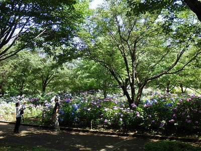 相模原北公園のアジサイ：2015年6月20日