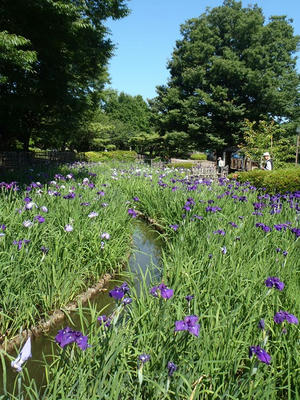 相模原北公園のショウブ20160603