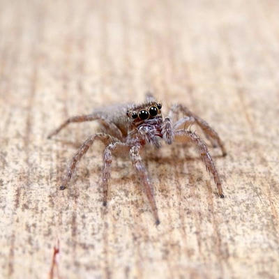 ミスジハエトリグモ♀