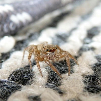 ミスジハエトリグモ♀