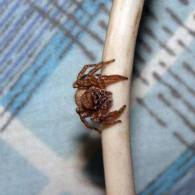 ミスジハエトリグモ♀